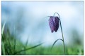 fritilaire pintade 1